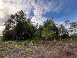 Agroforestry-Based Peatland Restoration in Hampangen