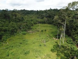 Trees of Life (Desa Mangara dan Kawei)