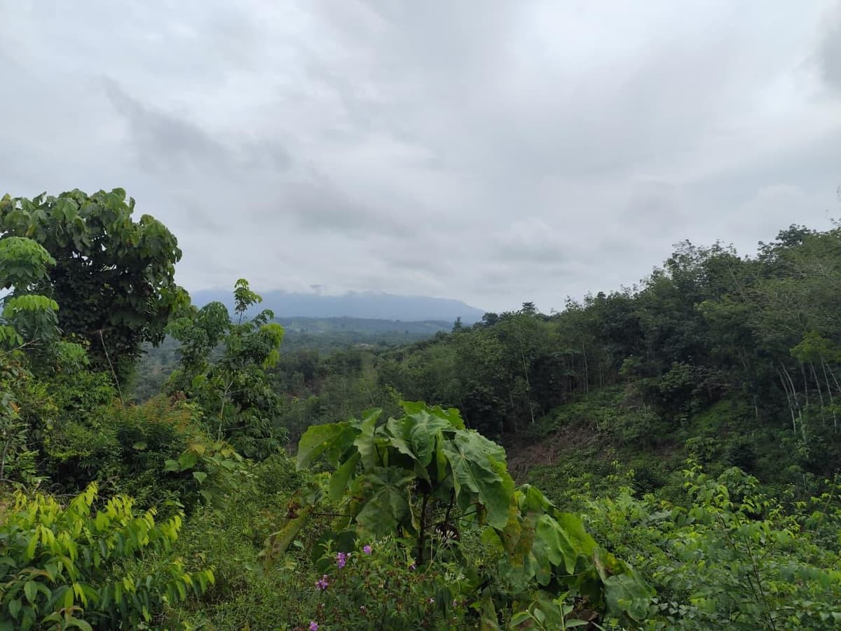 Community-Based Restoration - Bukit Tigapuluh