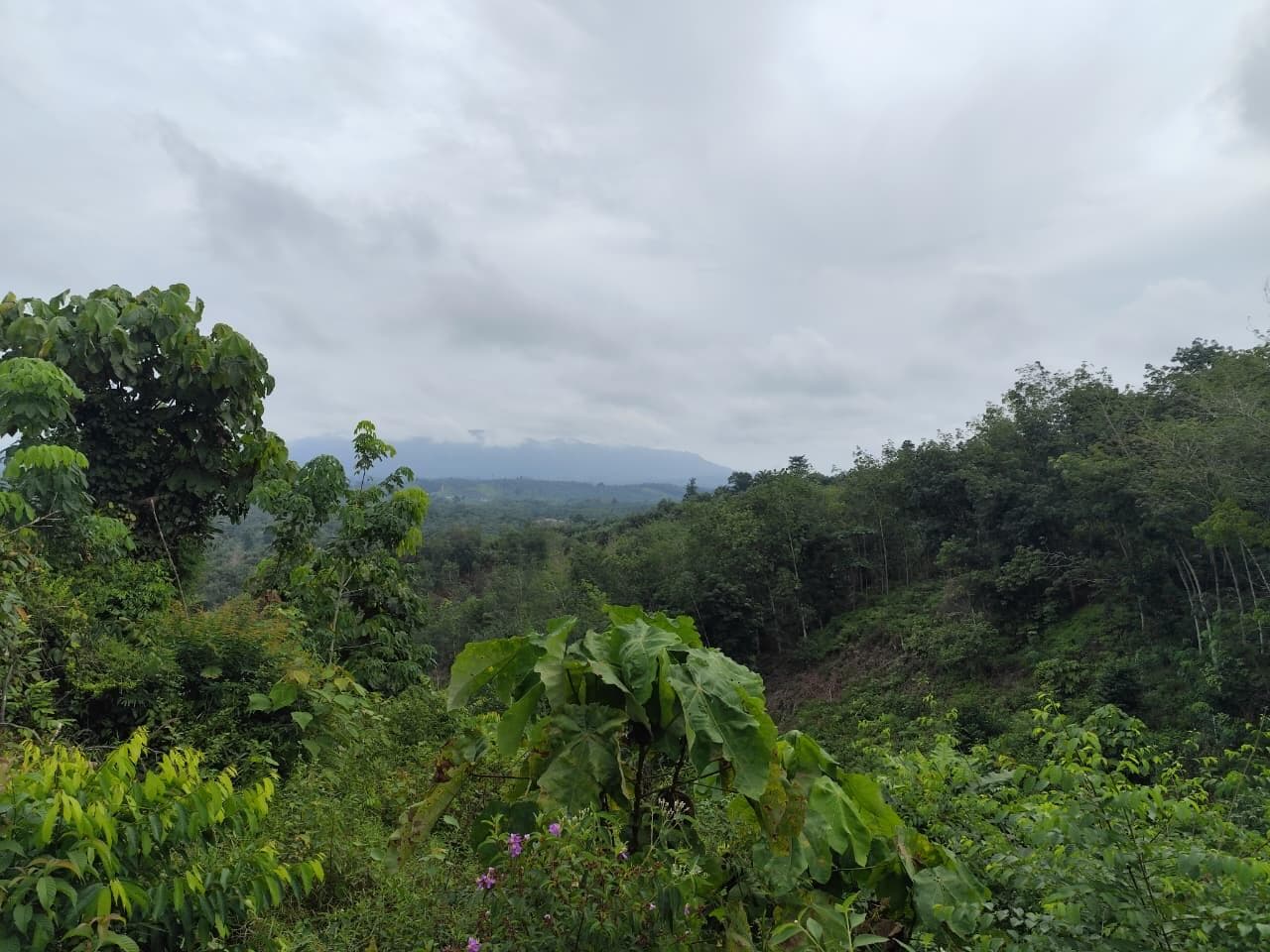 Community-Based Restoration - Bukit Tigapuluh