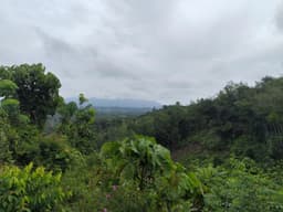 Community-Based Restoration - Bukit Tigapuluh