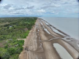 Reforestation for Coastal Protection