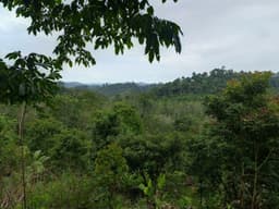 Community-Based Restoration in Bukit Tigapuluh Landscape