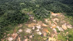 Forest Restoration and Enrichment Habitat - Phase 1