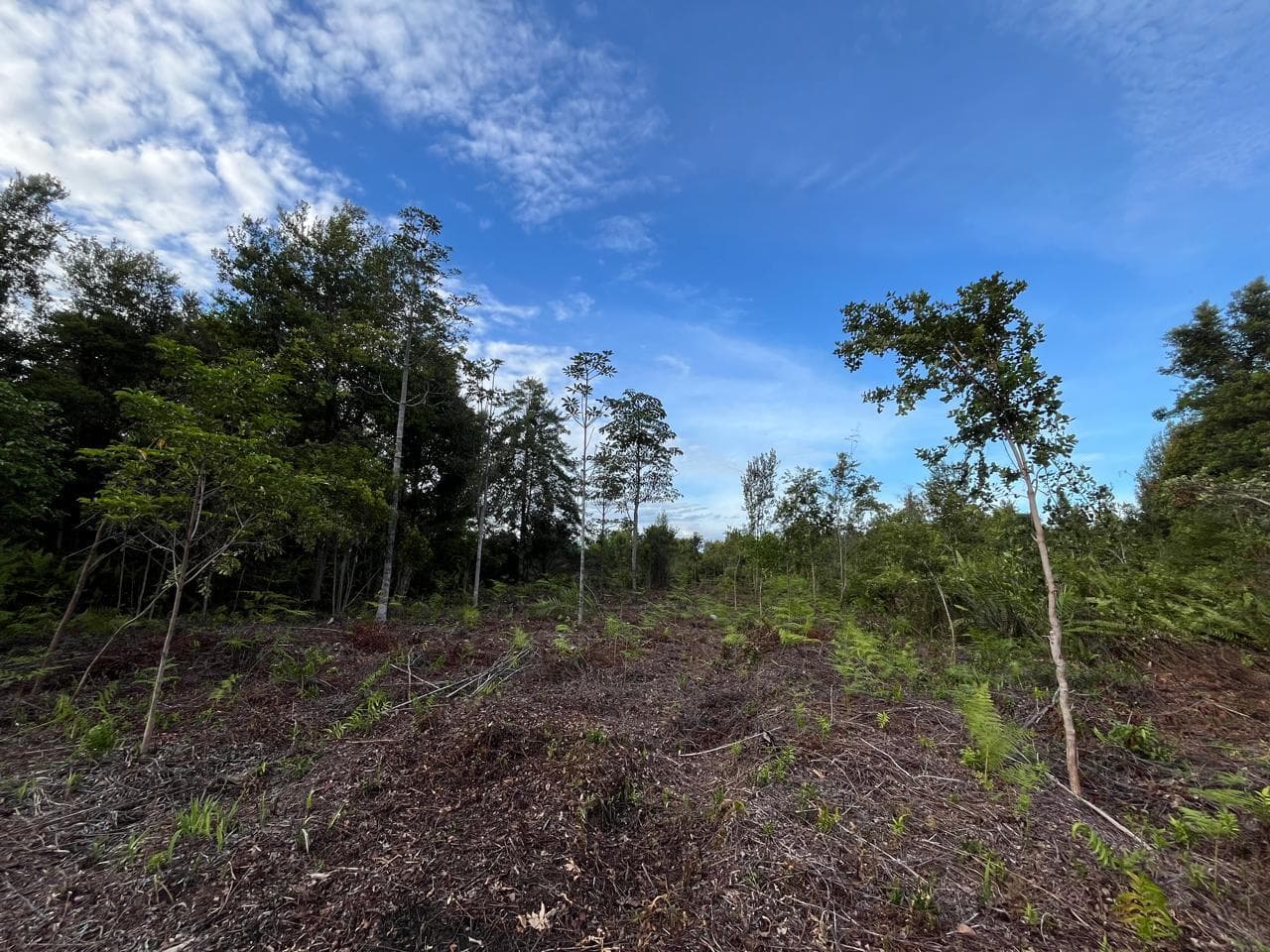 Foto kondisi demoplot.jpg