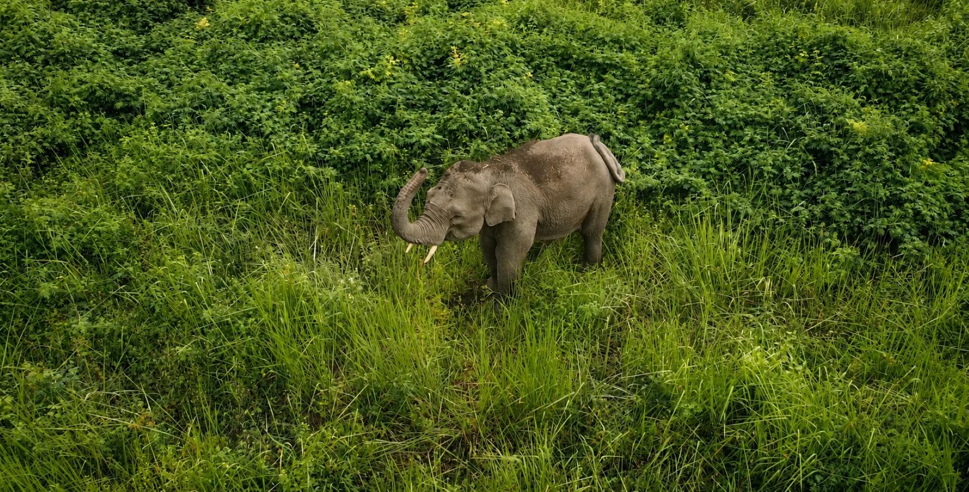 Habitat Improvement - Peusangan Elephant Conservation Initiative (PECI)