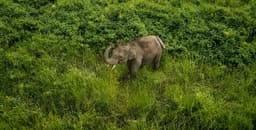 Habitat Improvement - Peusangan Elephant Conservation Initiative (PECI)