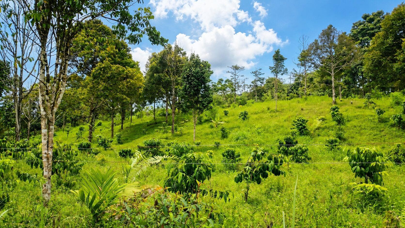 Agroforestry - Peusangan Elephant Conservation Initiative (PECI)