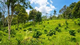 Agroforestry - Peusangan Elephant Conservation Initiative (PECI)