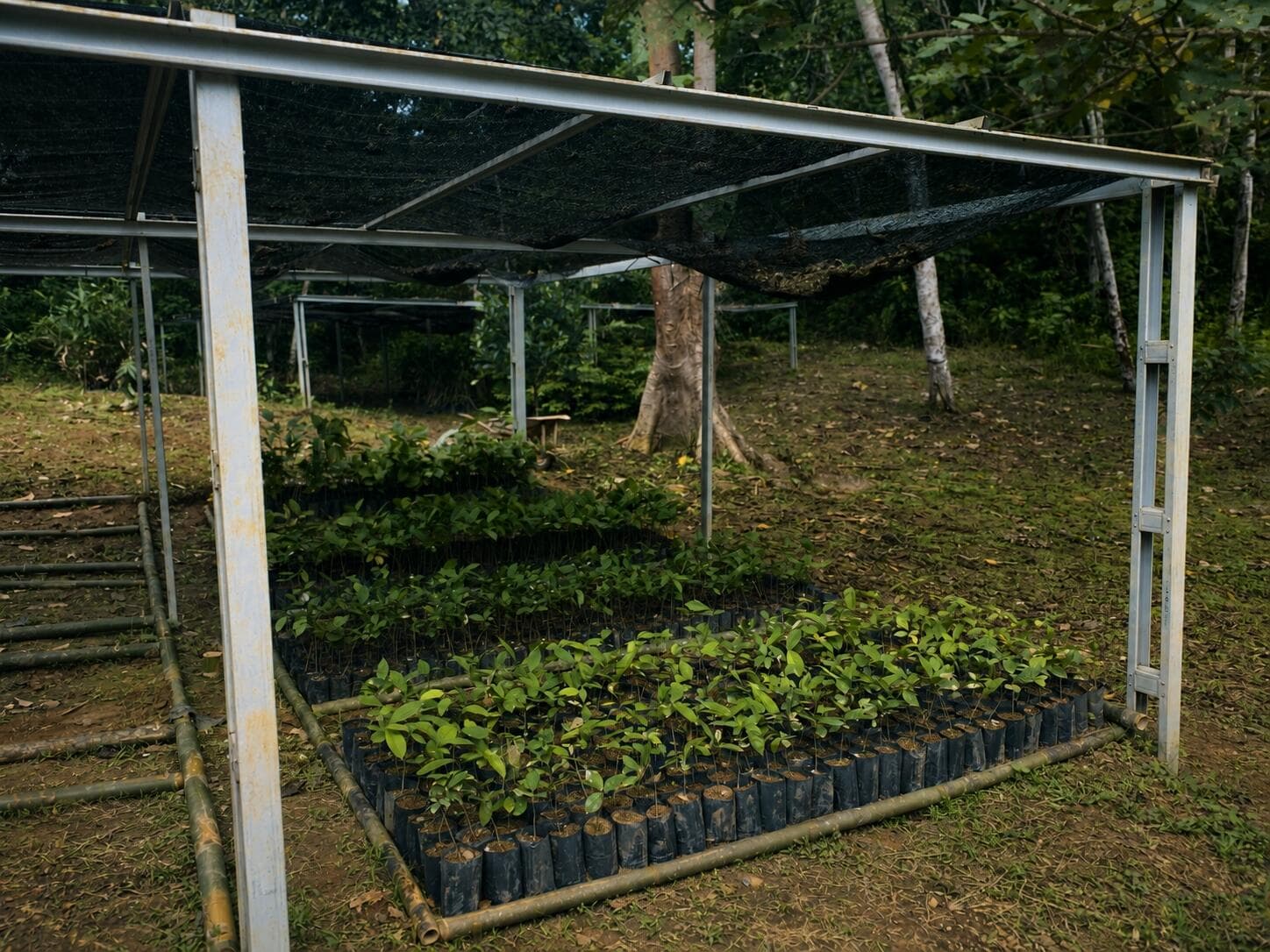 Adopt A Tree at PT. ABT