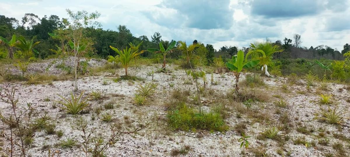 Restorasi Tanjung Riu