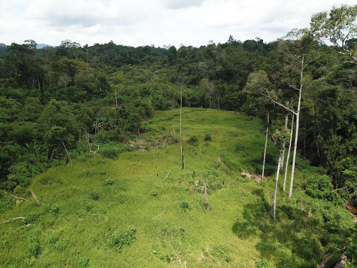 Trees of Life (Desa Mangara dan Kawei)