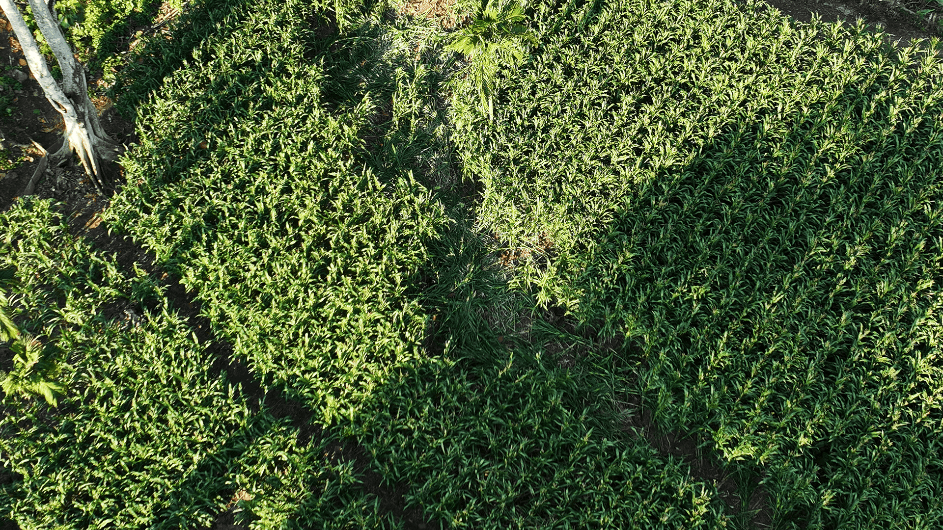 Agroforestry Peusangan Elephant Conservation Initiative (PECI)