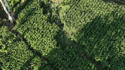 Agroforestry Peusangan Elephant Conservation Initiative (PECI)